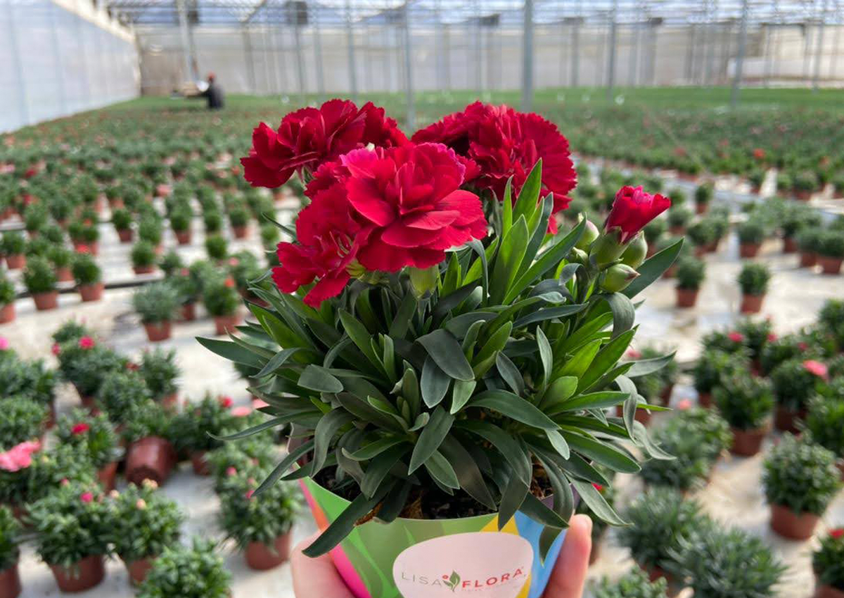 Produtores estão otimistas com a venda de flores e plantas para o Dia das  Mães - Revista Imóvel Magazine